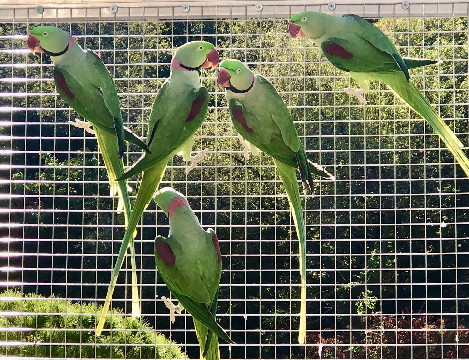 Alexandrine parakeets in our aviaries