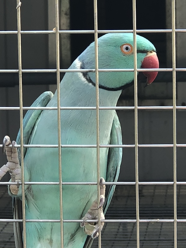 EmeraldBlue male Indian Ringneck