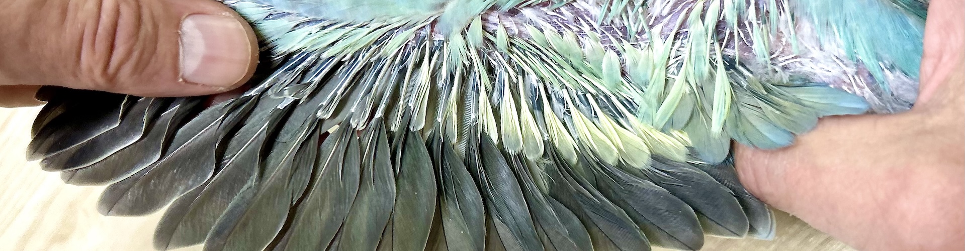 EmeraldBlue wing colors